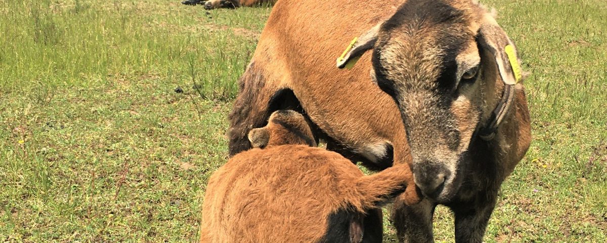 Eco-pâturage chez Rochias