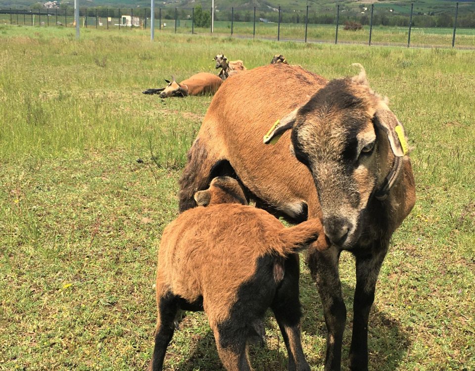 Eco-pâturage chez Rochias